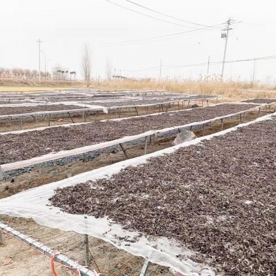 黑木耳丝干货螺蛳粉米线拉面汤料专用配菜厂家直销白背木耳丝批发图3