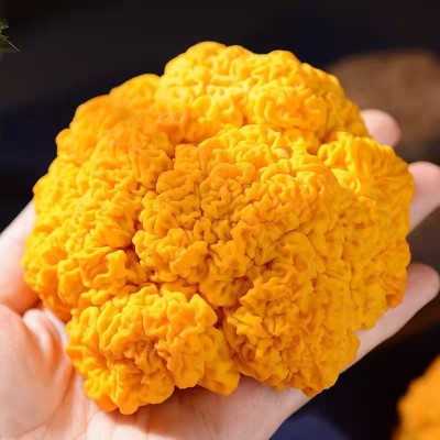 当季新货金耳菌菇干货批发黄金木耳500g现货直发黄耳金耳产地直供图5