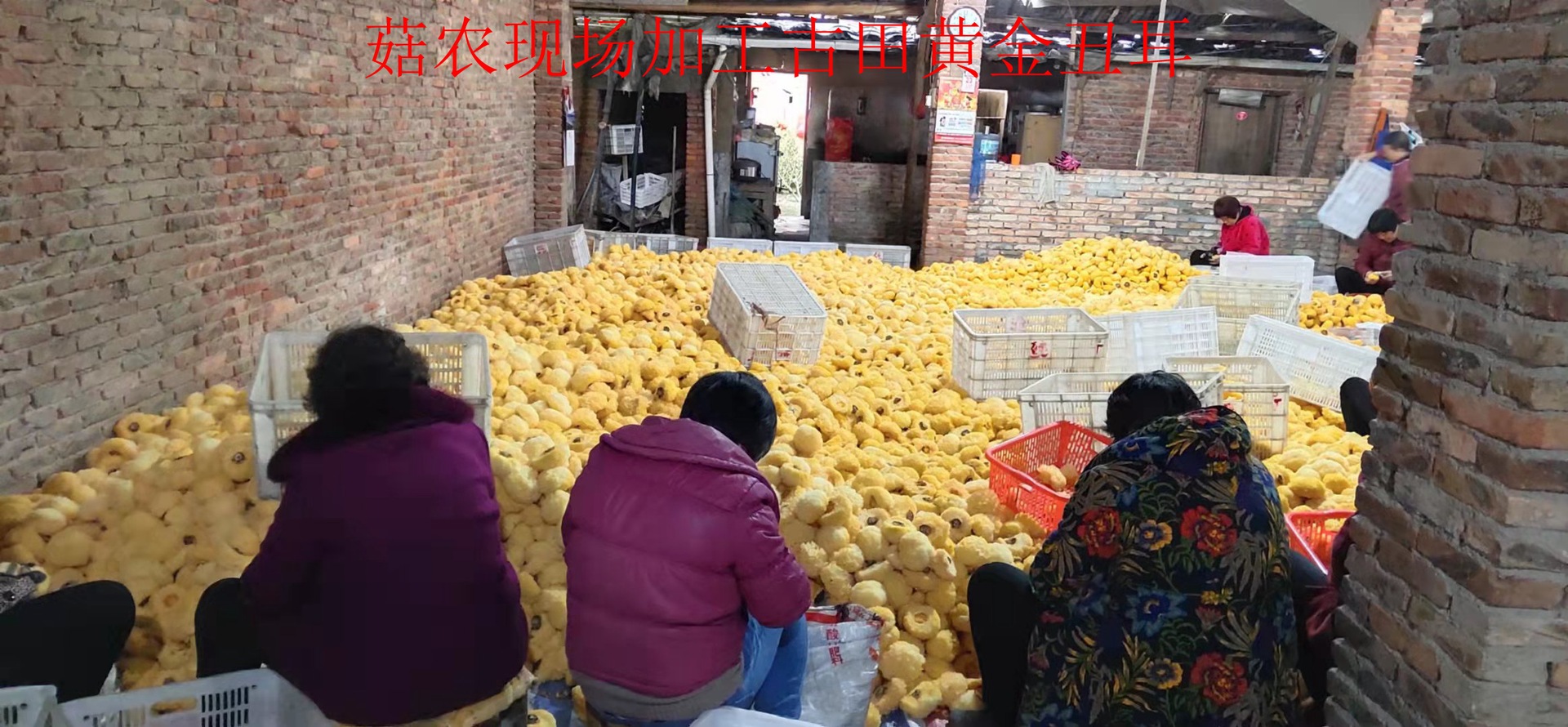 丑耳详情宝贝
