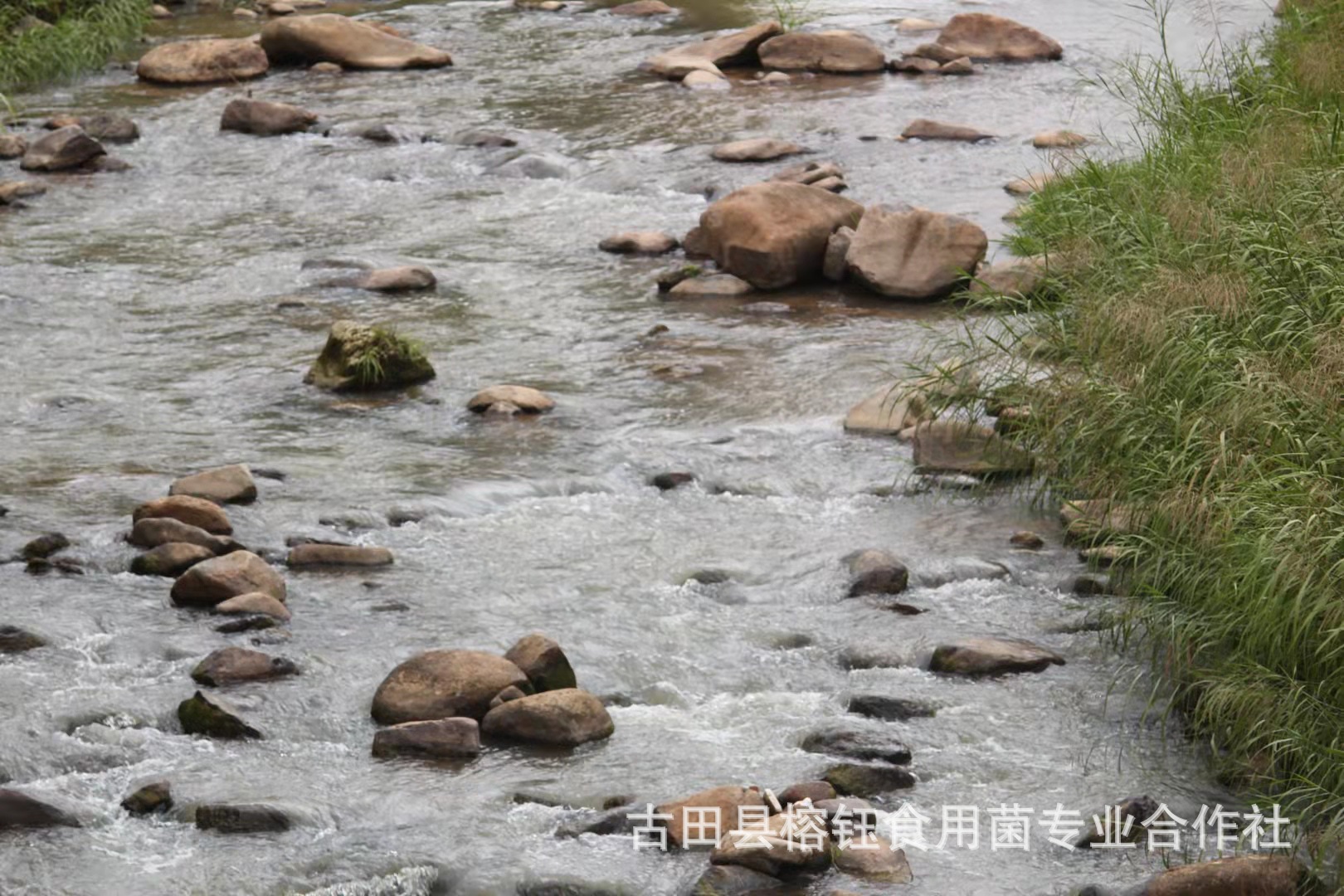 本草银耳详情宝贝