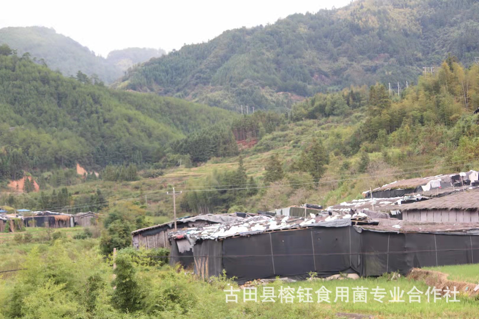本草银耳生产基地