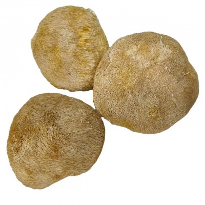 鑫榕钰 猴头菇批发干货 古田猴头菇大朵剪脚无根猴头菇8到12公分图4