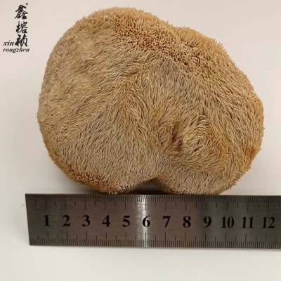 鑫榕钰 猴头菇批发干货 古田猴头菇大朵剪脚无根猴头菇8到12公分图2