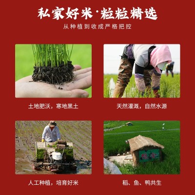 2022新米东北五常稻花香大米5斤真空包装 华粮帝稻 厂家批发代发图5