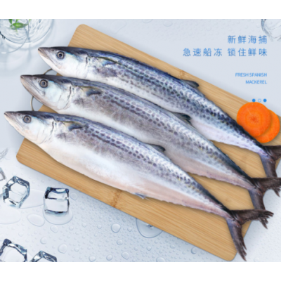 新鲜鲜活冷冻大鲅鱼马胶鱼海鲜水产海鱼马友鱼1-1.2斤/条图4