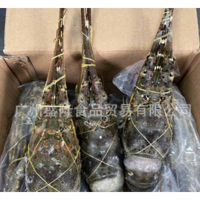批发海鲜冻品小青龙冻青龙龙虾酒店餐饮规格100/700图3
