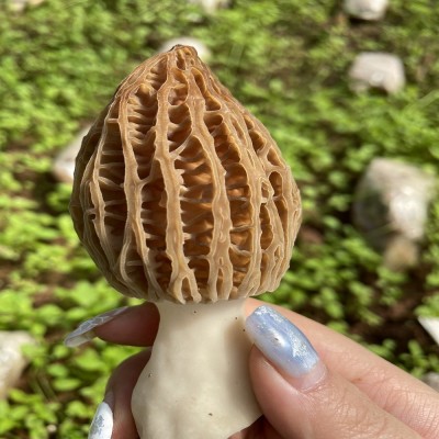 新鲜羊肚菌现货食用菌云南香格里拉羊肚菌产地批发鲜蘑菇鲜羊肚菌图3