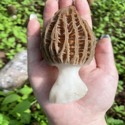 新鲜羊肚菌现货食用菌云南香格里拉羊肚菌产地批发鲜蘑菇鲜羊肚菌图2
