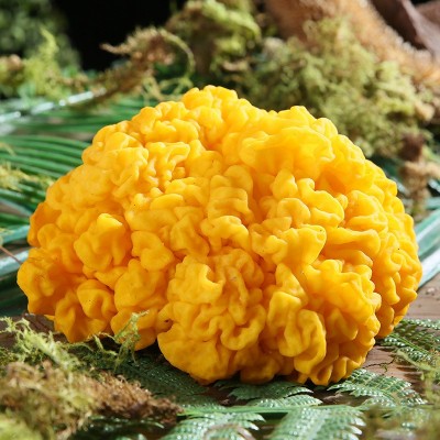 云南金耳特产食用菌散装煲汤食材食用大朵木耳菌菇鲜货批发图4