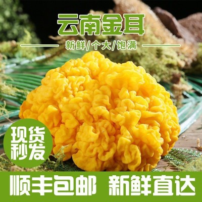 云南金耳特产食用菌散装煲汤食材食用大朵木耳菌菇鲜货批发图2