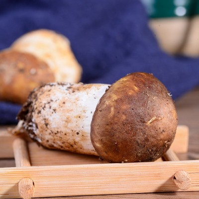 云南产地姬松茸特产新鲜松茸食用菌巴西菌菇煲汤食材产地批发图3