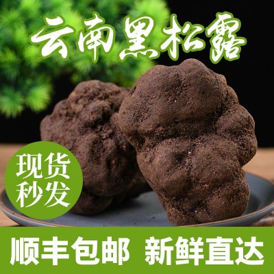 顺丰包邮云南黑松露多规格新鲜直达云南特产食用菌黑松露现货批发