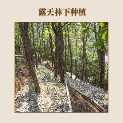 一级黄铁皮 霍山铁皮石斛枫斗 4年生大棚种植 鲜条干条 免费打粉图4