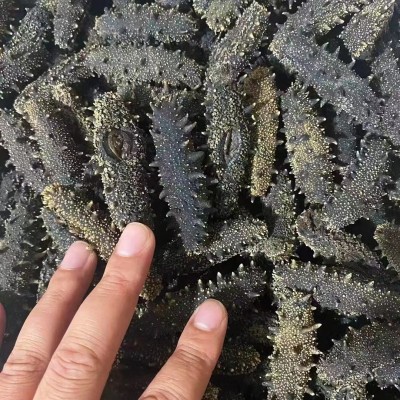 大连执中（参海岸）淡干海参特级海参非即食海参50g 500g礼盒图2