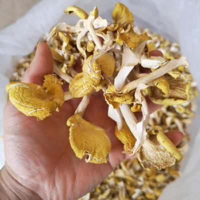 新货云南鸡油菌鸡油黄玉黄蘑菇干货 特产1000g小朵煲汤菌汤包批图2