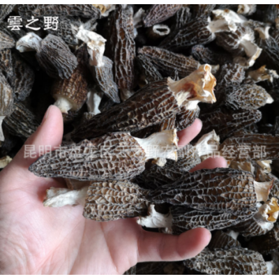 新货带脚羊肚菌干货500g羊肚菇羊肚蘑干菌云南土特产品羊肚菌批发