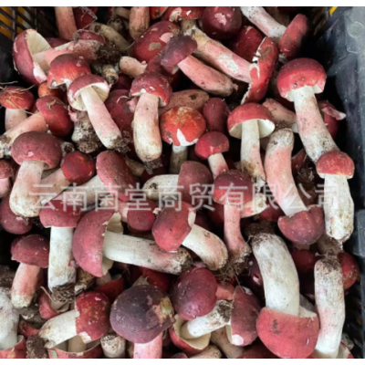 云南新鲜红菇 鲜菌菇 不开伞红椎菌大红菌精选骨朵新鲜野生红菇图2