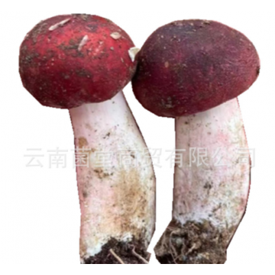 云南新鲜红菇 鲜菌菇 不开伞红椎菌大红菌精选骨朵新鲜野生红菇图4
