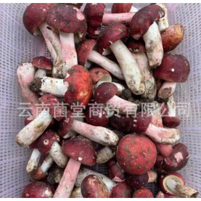 云南新鲜红菇 鲜菌菇 不开伞红椎菌大红菌精选骨朵新鲜野生红菇图5