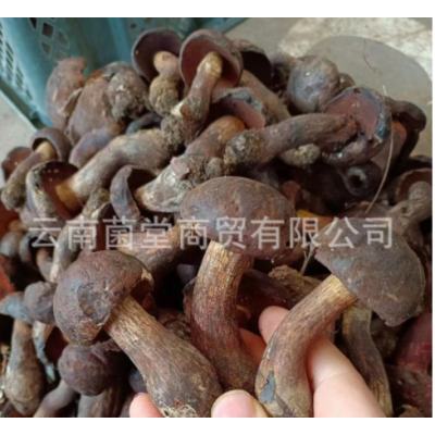 黑牛肝菌野生云南特产新鲜菌子野生菌类鲜货食用鲜菌菇美味黑牛肝图3