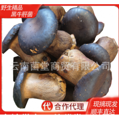 黑牛肝菌野生云南特产新鲜菌子野生菌类鲜货食用鲜菌菇美味黑牛肝