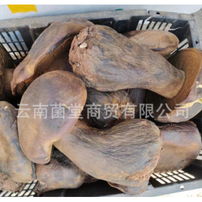 黑牛肝菌野生云南特产新鲜菌子野生菌类鲜货食用鲜菌菇美味黑牛肝图2