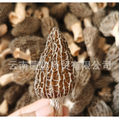 云南羊肚菌干货野生干蘑菇汤料新鲜野生蘑菇菌类煲汤料羊肚菌图4