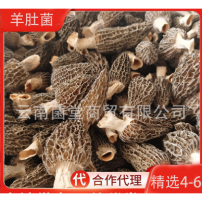云南羊肚菌干货野生干蘑菇汤料新鲜野生蘑菇菌类煲汤料羊肚菌