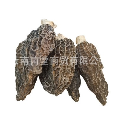 云南羊肚菌干货野生干蘑菇汤料新鲜野生蘑菇菌类煲汤料羊肚菌图5