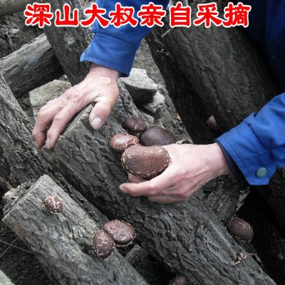 直销深山椴木香菇干货500g农家冬菇蘑菇含小花菇散装土特产香信图2