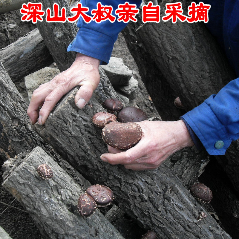 椴木香菇