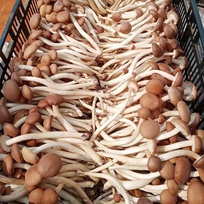 古田茶树菇干货批发茶树菇不开伞新鲜茶薪菇农家自种图2