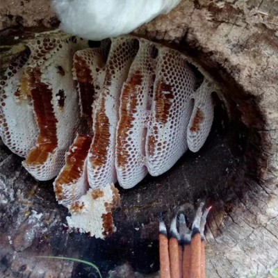 【源头厂家】深山土蜂蜜巢蜜自产 嚼着吃的蜂蜜500g包装批发活动