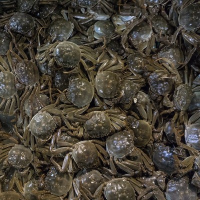 苏州阳澄湖大闸蟹公5.0两母3.5两10只大闸蟹礼品卡提货券螃蟹批发图3