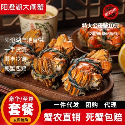 苏州阳澄湖大闸蟹中秋节大闸蟹礼盒公6两母4.5两10只鲜活螃蟹批发
