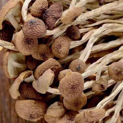 茶树菇散装批发 江西茶树菇不开伞细杆无熏硫 5kg煲汤食材茶树菇图4