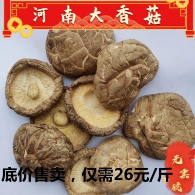 香菇干批发散装1千克 无熏硫大号冬菇河南香菇干香菇剪脚无根肉厚图1