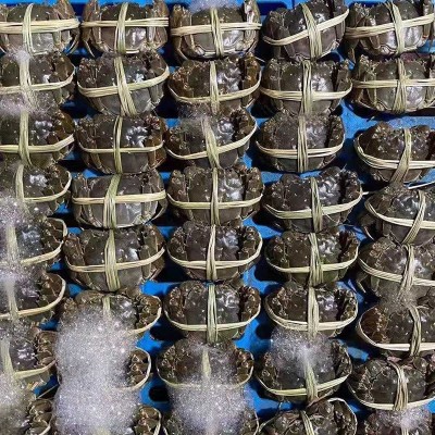 大闸蟹全母蟹公蟹1.5-5两鲜活特大螃蟹现货批发现货图4