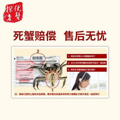 现货阳澄湖镇大闸蟹 公蟹3.5两4只母蟹2.5两4只礼盒装大闸蟹批发图4