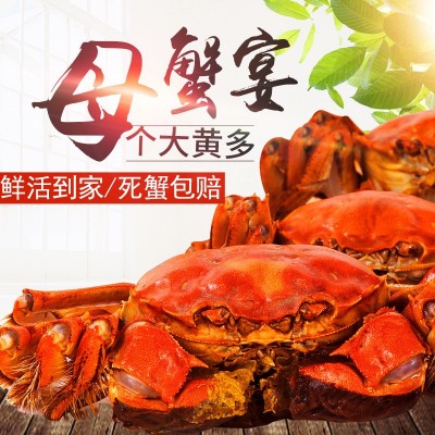 【优蟹探者】苏州阳澄湖镇大闸蟹全母鲜活螃蟹礼盒装死蟹无黄包赔