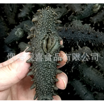 东海顶火拉缸盐海参高刺 盐渍海参 大火候拉缸盐腌渍海参批发图3