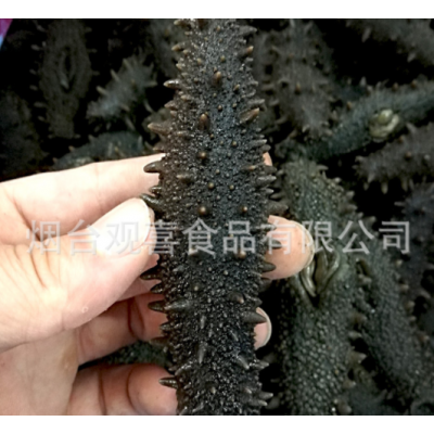 东海顶火拉缸盐海参高刺 盐渍海参 大火候拉缸盐腌渍海参批发图4