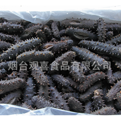青参拉缸盐海参半干大头刺参 盐渍腌渍海参 一手货源图4
