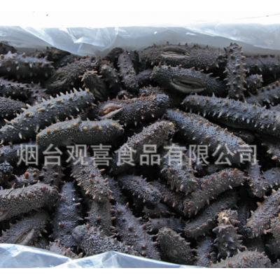 青参拉缸盐海参半干大头刺参 盐渍腌渍海参 一手货源图5