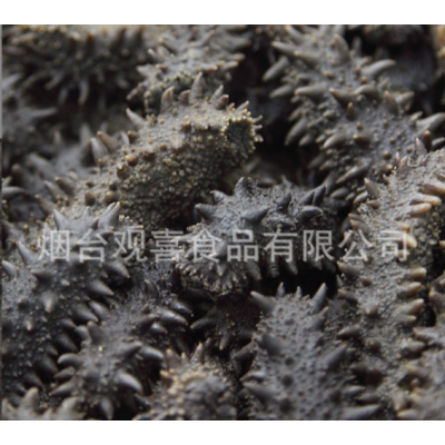 六排刺盐渍海参半干海参 大火候红参拉缸盐腌渍海参批发