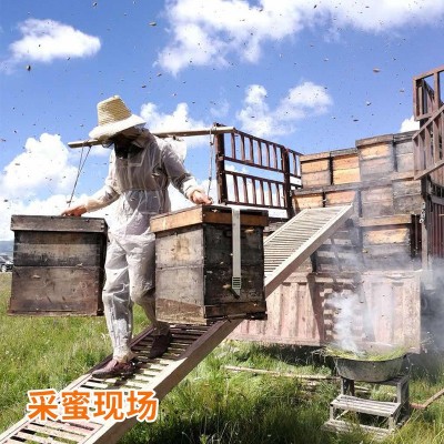 500克高原野花蜂蜜青海土特产百花土蜂蜜跑江湖地摊货源蜂蜜批发图2
