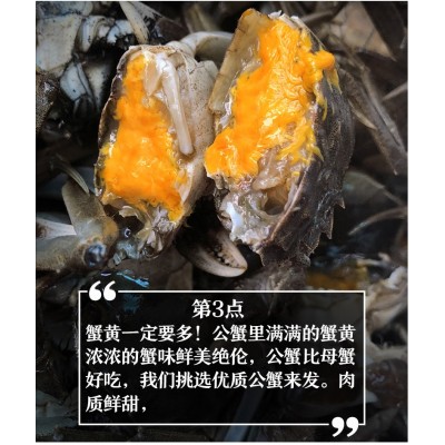 现货大闸蟹鲜活批发超特大湖蟹海鲜水产清水河蟹六月黄大螃蟹包邮图3