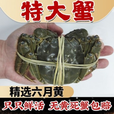 现货大闸蟹鲜活批发超特大湖蟹海鲜水产清水河蟹六月黄大螃蟹包邮