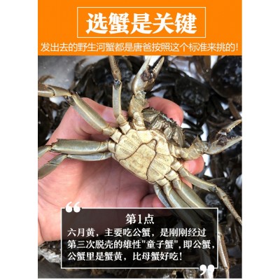 现货大闸蟹鲜活批发超特大湖蟹海鲜水产清水河蟹六月黄大螃蟹包邮图4