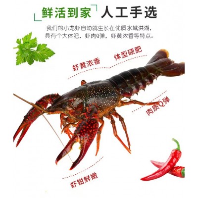 活的湖北潜江小龙虾批发清水小龙虾鲜活中青产地直发包邮小龙虾
